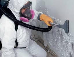 Why You Should Choose Our Mold Remediation Services in Bisbee, AZ